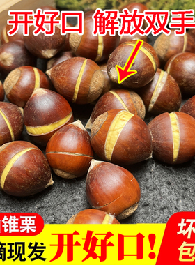 （开好口）板栗生新鲜建瓯锥栗油栗高山现摘带壳尖栗圆栗福建毛栗
