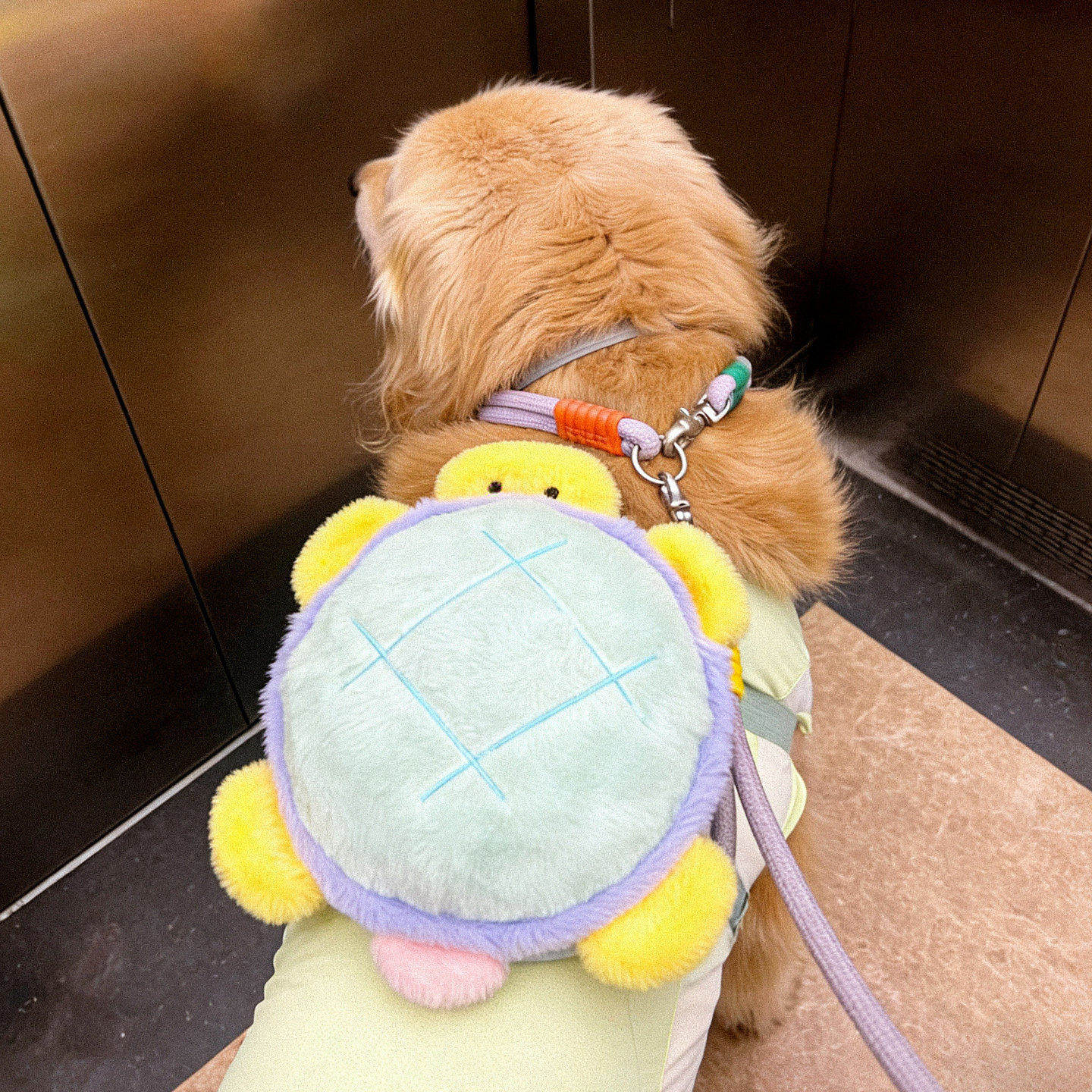 小乌龟宠物狗狗自背包大型犬金毛萨摩耶宠物可爱配饰拍照出片神器