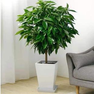 平安树客厅盆栽大发财树室内植物客厅落地式绿植大乔迁新居家里型