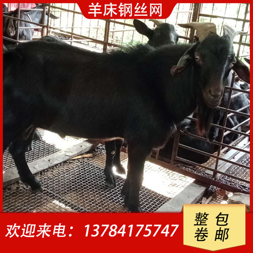 好货羊床钢丝网漏粪网养羊用的设备钢网鸡鸭鹅漏粪网热镀锌编织围