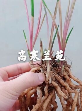 极速精品兰花苗七彩红砖漂亮美观