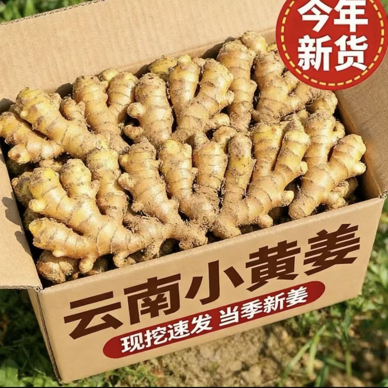 云南新鲜小黄姜老姜，今日特价