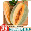 包邮 正宗哈密瓜新鲜一箱当季 9水果整箱现摘网纹瓜老汉瓜西州蜜