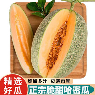 正宗哈密瓜新鲜一箱当季9水果整箱现摘网纹瓜老汉瓜西州蜜包邮82