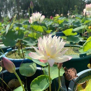 科美好看又好养的花泡在水里养的迷你卉喜阳耐晒植物微型睡莲无土