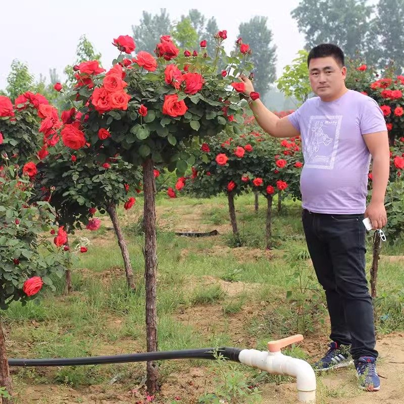 极速嫁接棒棒糖树月季树形大花树桩植物庭院栽植浓香花卉四季老桩