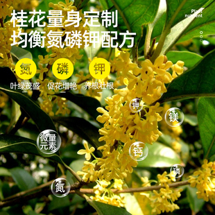 极速桂花树肥料专用肥开花营养液养料黄叶干尖枯叶病花大花卉绿植
