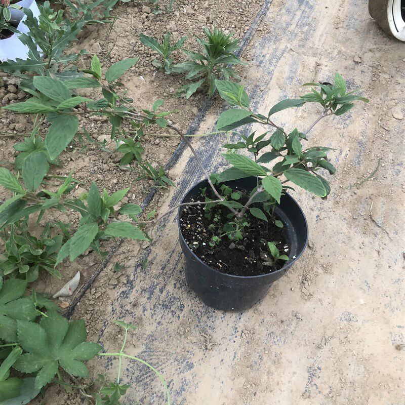 极速雪山上的日出荚蒾木绣球蝴蝶荚蒾粉色开花像落跑新娘结红色果