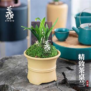 极速翁源兰花袖珍小兰草建兰九仙荷蝶开花高荷瓣花兰草小盆景送礼