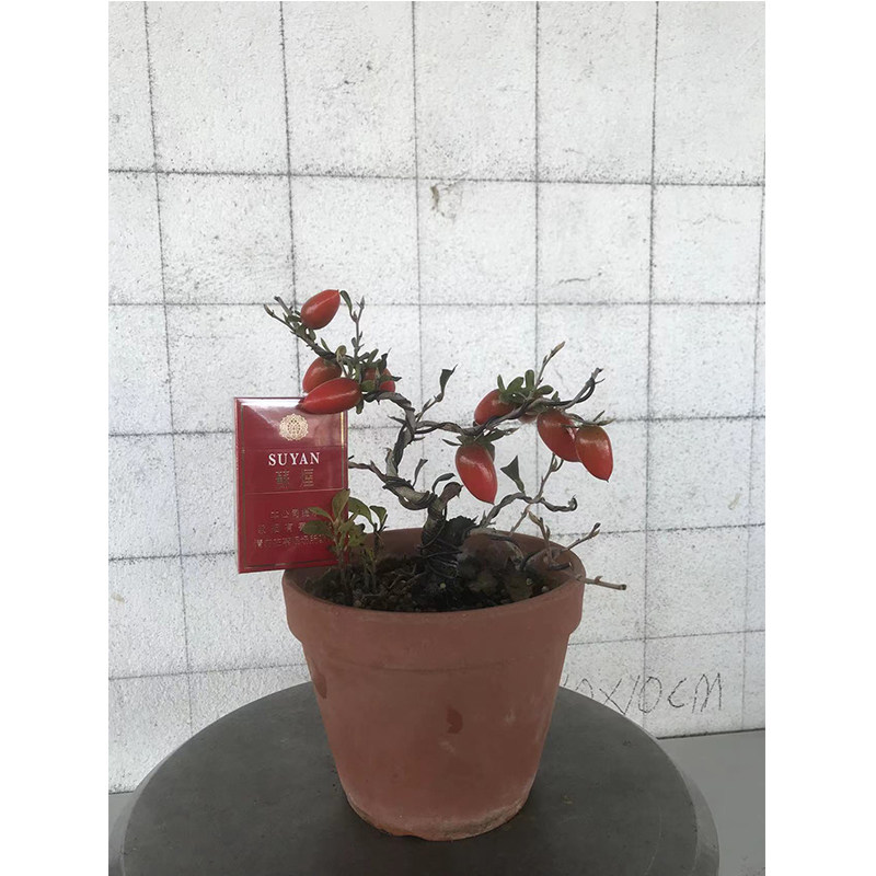 好货老鸦柿盆景 小山鸡血红老鸦柿 血红果老鸦柿 果实鲜红 观果期
