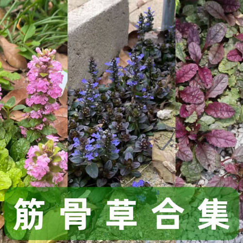 筋骨草多种类合集室外花园植物
