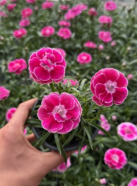 欧石竹花苗女王石竹芳菲石竹基地直发草坪多年生耐寒耐旱庭院绿化