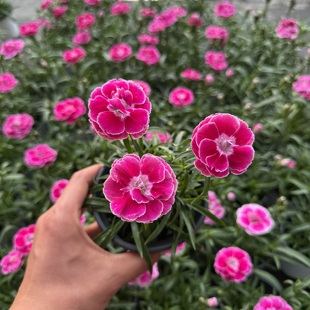 欧石竹花苗女王石竹芳菲石竹基地直发草坪多年生耐寒耐旱庭院绿化