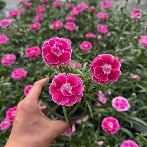 欧石竹女王石竹芳菲石竹基地直发室外草坪多年生耐寒耐旱庭院绿化