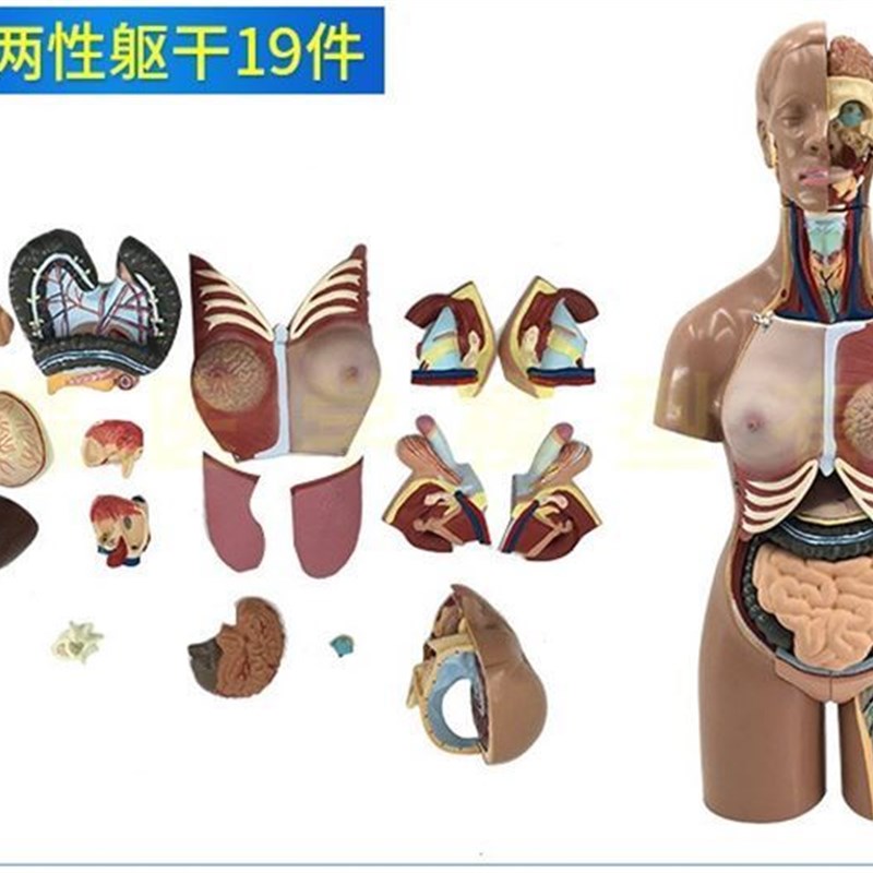 厂家艺用人体肌肉骨骼心脏内脏绘画半胸像解剖头颅素描头盖骨模型