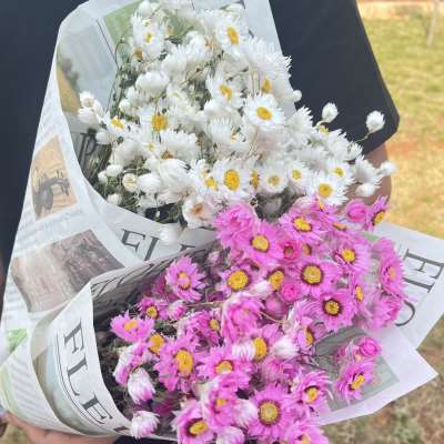 鲁丹鸟干燥花花束小雏菊北欧风小众清新家居装饰拍摄道具罗斯丹真