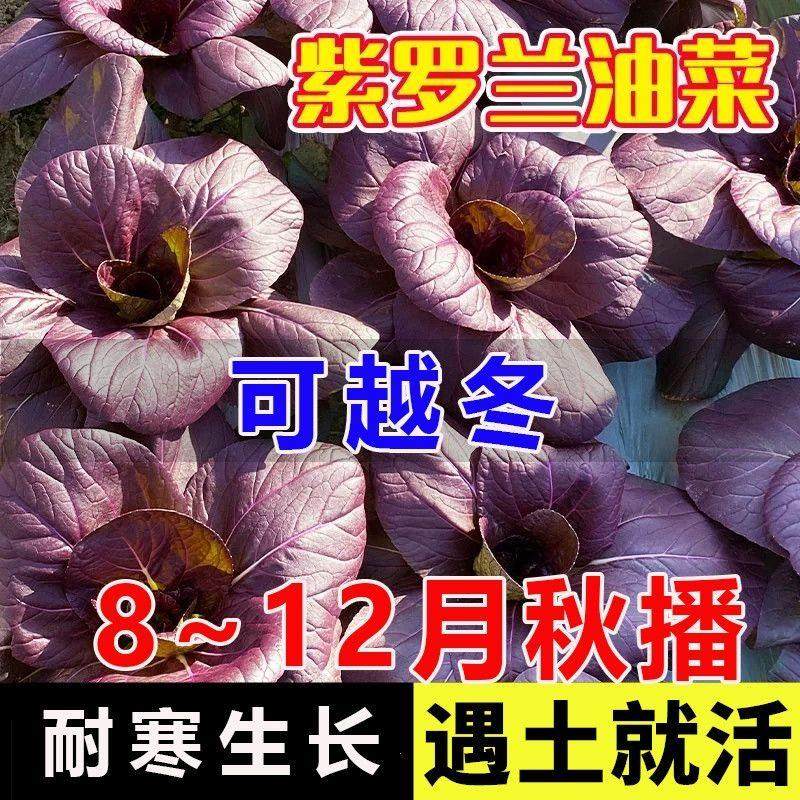 紫罗兰油菜种子紫油菜上海青紫玉油菜籽耐热四季播种蔬菜种子青菜,鲜花速递/花卉仿真/绿植园艺,家庭园艺种子,淘宝优惠券,粉丝福利购,淘宝优惠卷