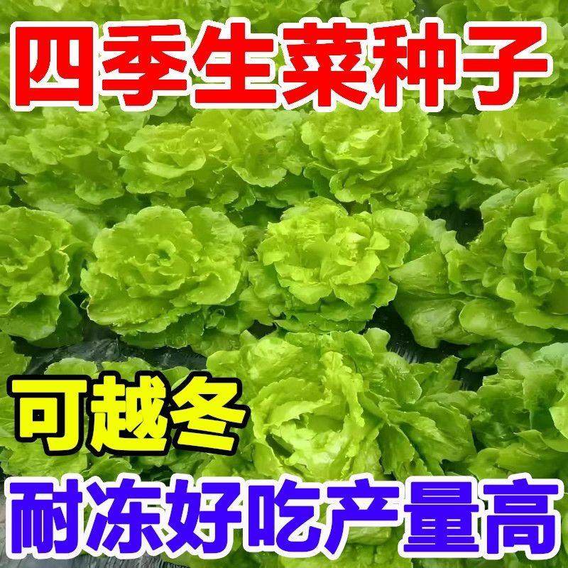 春季蔬菜种子四季甜脆玻璃生菜种孑脆嫩生吃生菜种籽阳台四季盆栽,鲜花速递/花卉仿真/绿植园艺,家庭园艺种子,淘宝优惠券,粉丝福利购,淘宝优惠卷