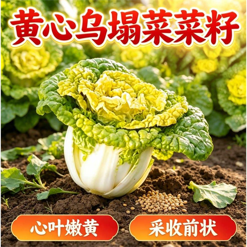 黄心乌塌菜黄心菜菊花心菜大白菜当季四季播蔬菜黄金乌