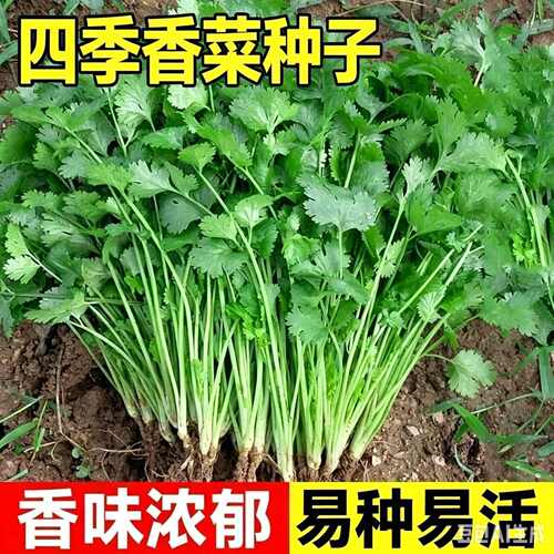香菜种子四季易种耐热耐