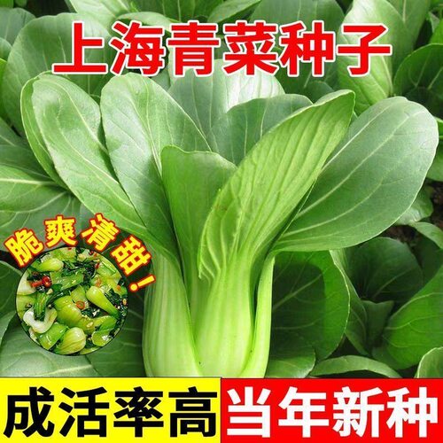 原种上海青种子蔬菜种籽孑鸡毛菜青菜小白菜四季易种阳台菜园高产
