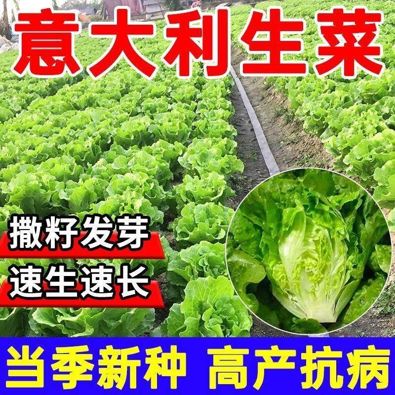 【割完又长】甜脆意大利生菜种子生吃生菜籽农家蔬菜种子大全,鲜花速递/花卉仿真/绿植园艺,家庭园艺种子,淘宝优惠券,粉丝福利购,淘宝优惠卷