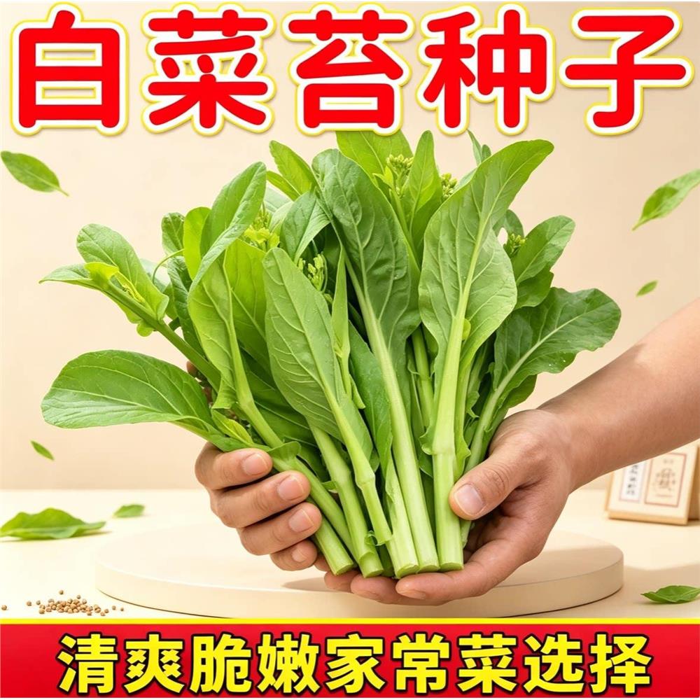 早熟白菜苔籽心种子阳台图片