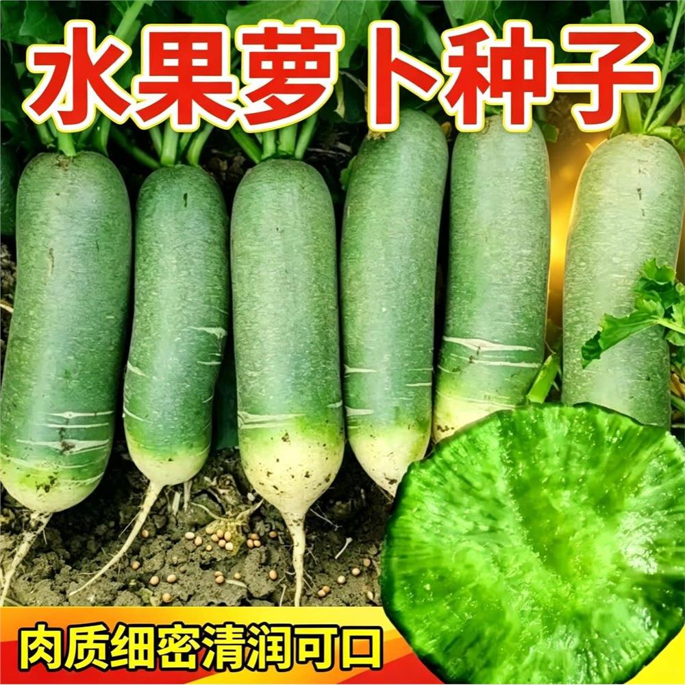 沙窝萝卜种子水果梨冰糖图片