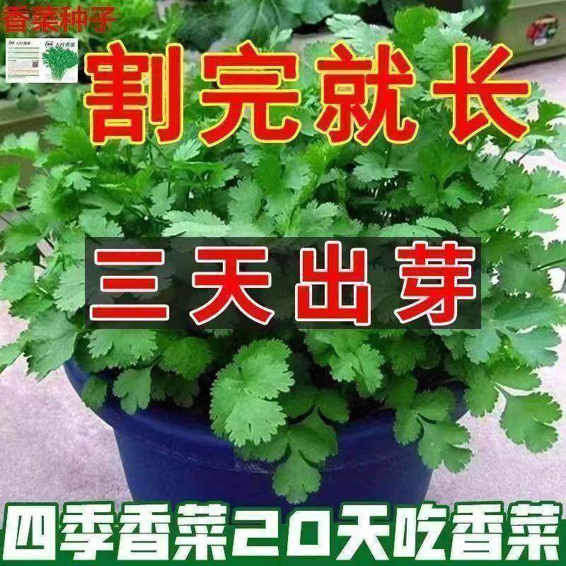 易发芽大叶香菜种子香菜籽耐热四季阳台室内盆栽种籽蔬菜种子,鲜花速递/花卉仿真/绿植园艺,绿植,淘宝优惠券,粉丝福利购,淘宝优惠卷