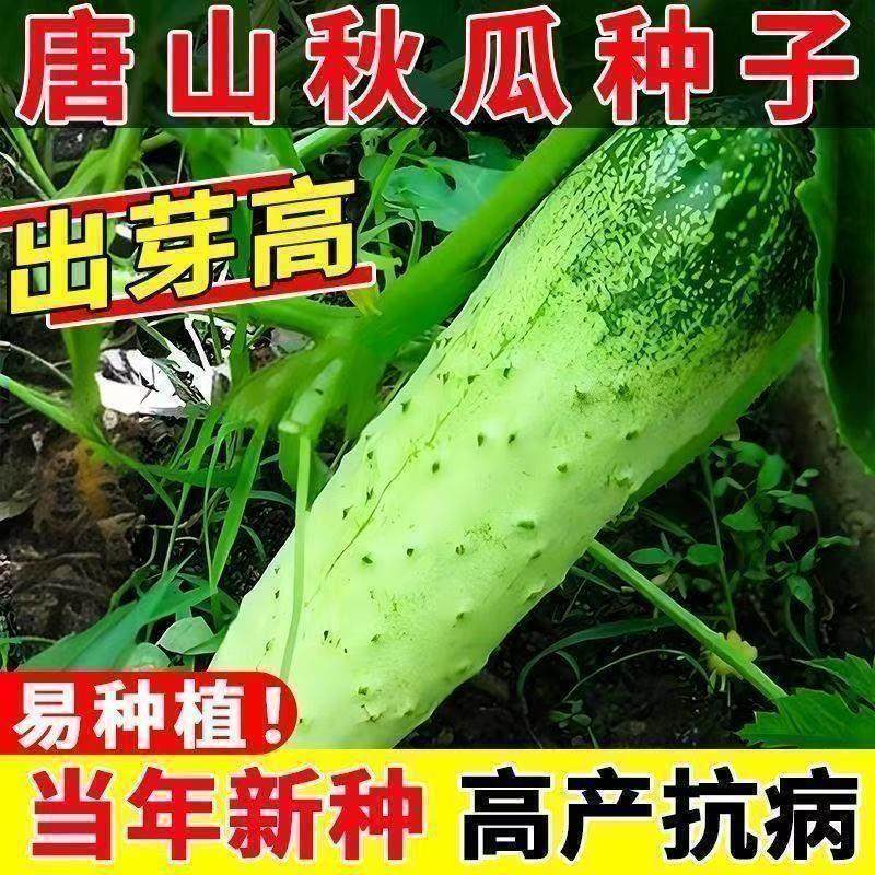 水果小黄瓜种子生吃四季水果种籽蔬菜种子高产本地新品种阳台,鲜花速递/花卉仿真/绿植园艺,家庭园艺种子,淘宝优惠券,粉丝福利购,淘宝优惠卷