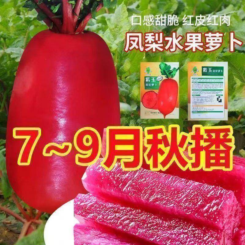 凤梨水果萝卜种甜脆水果红皮红心萝卜籽阳台盆栽紫美人萝卜菜籽