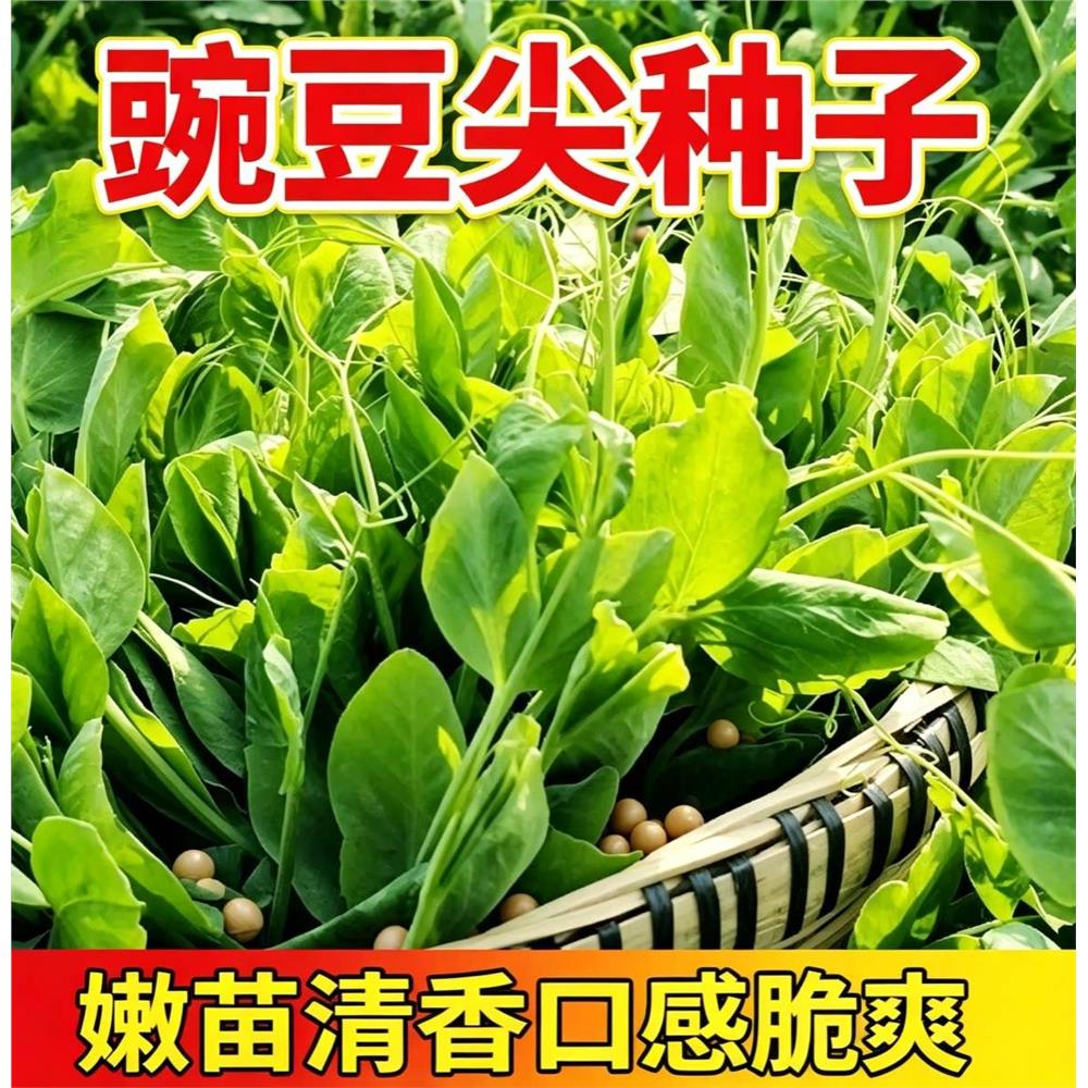豌豆种籽大苗蔬菜种子水图片