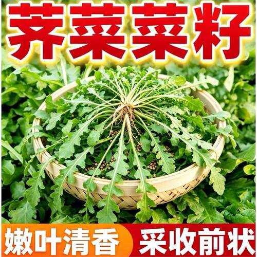 荠荠菜种子大叶四季菜籽