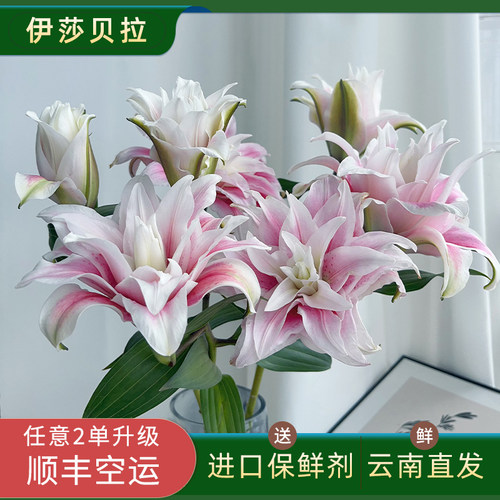 百合中的皇后重瓣香水百合鲜花