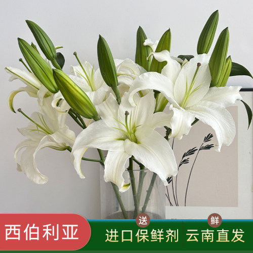 A级白色香水百合西伯利亚鲜花