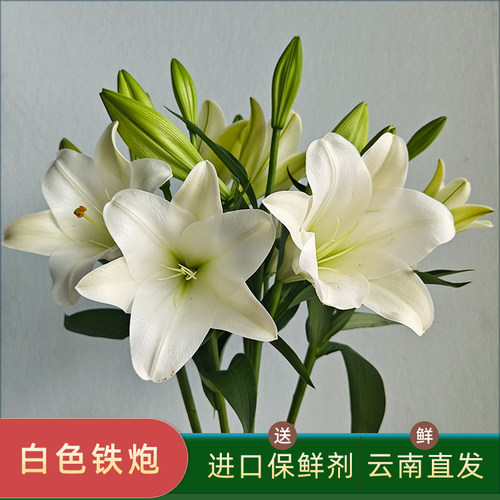 稀有A级喇叭型清香味白铁炮百合