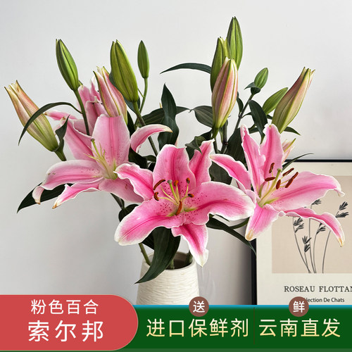 悦己多头索尔邦粉色香水百合鲜花