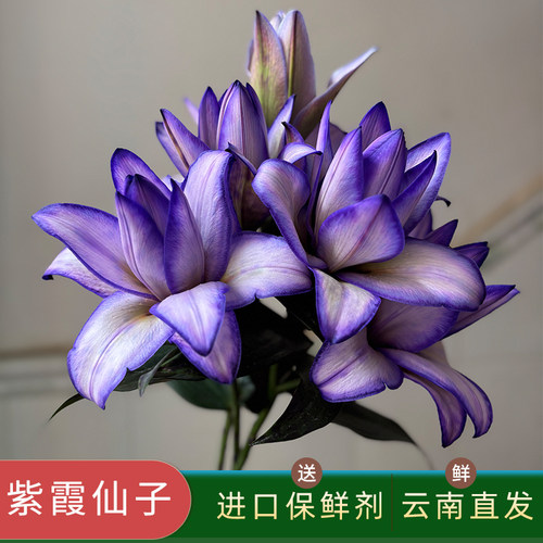 吸色紫霞仙子重瓣百合花顺丰直发