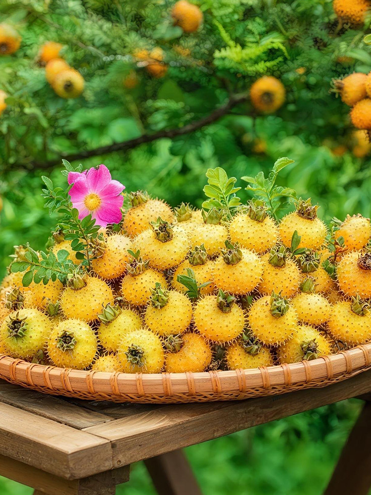 贵州野刺梨鲜果鲜榨果汁原液时令水果大果汁饮料浸泡在葡萄酒和干