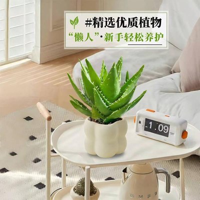 新品芦荟盆栽奶油风绿植办公桌净化空气装饰摆件室内客厅四季好养
