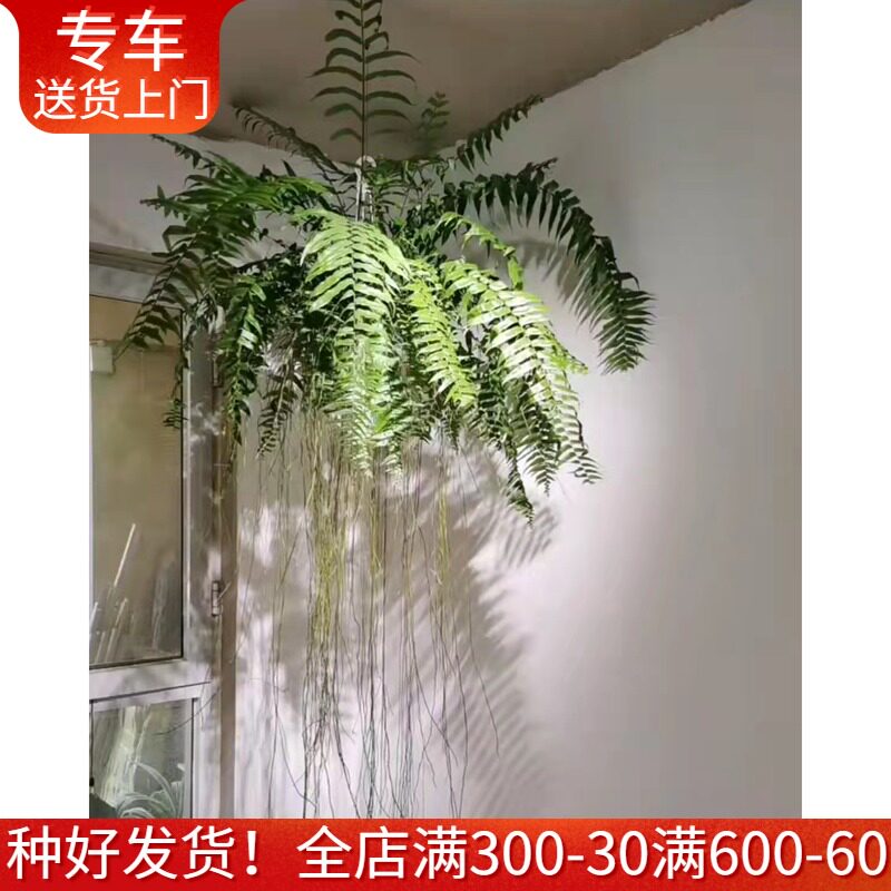 霸王蕨盆栽大型威武蕨长叶肾蕨垂挂蕨类植物客厅室内悬挂垂吊绿植