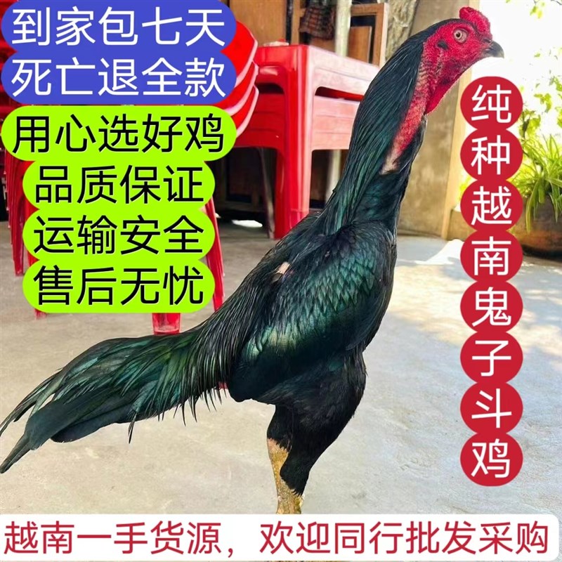 半斤一斤纯种越南斗鸡成年斗鸡大骨架母鸡包下蛋缅鸡盖沙泰鸡中原