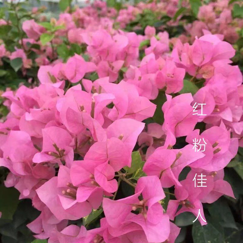 三角梅  红粉佳人扦插带盆小苗  喜阳 爬藤 喜阳,鲜花速递/花卉仿真/绿植园艺,绣球/木绣球/木本植物,淘宝优惠券,粉丝福利购,淘宝优惠卷