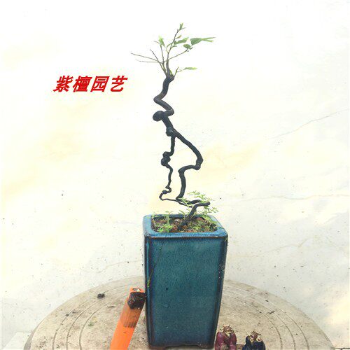 黑骨茶盆景小叶紫檀根艺提根悬崖创意特色盆景提根紫檀树苗