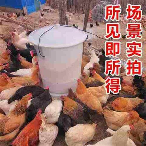 极速新品散养鸡鸭鹅鸽鸡槽食槽家禽养殖全自动下料饲料桶喂鸡喂食