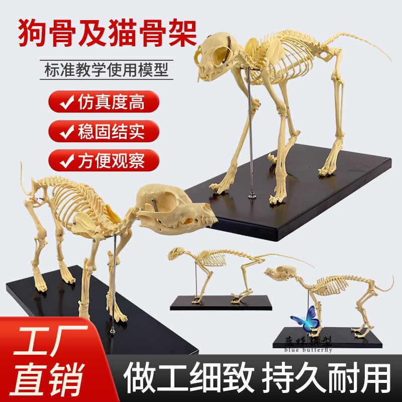 宠物骨科器械 仿真狗骨骼标本模型 动物狗猫犬 骨架骨头骨骼教学