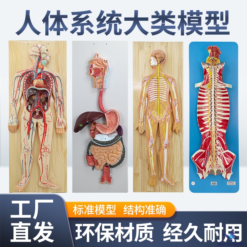 蓝蝶模型人体八大系统模型教具