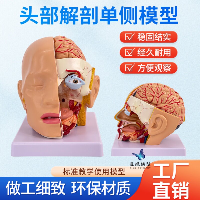 教学仿真人体头部解剖附脑动脉模型 头中部切面头脑解剖可拆4部件