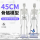 脊椎模型 成人小骷髅教学模型 45CM人体骨骼模型 全身骨架模型