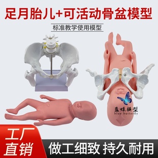 可活动女性骨盆妊娠演示教具妇产科新生足月胎儿分娩助产示教模型